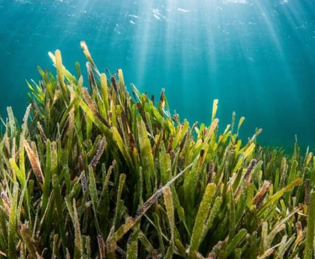 Banco Saya de Malha, la impresionante 'isla invisible' del tamaño de Suiza amenazada por la pesca industrial