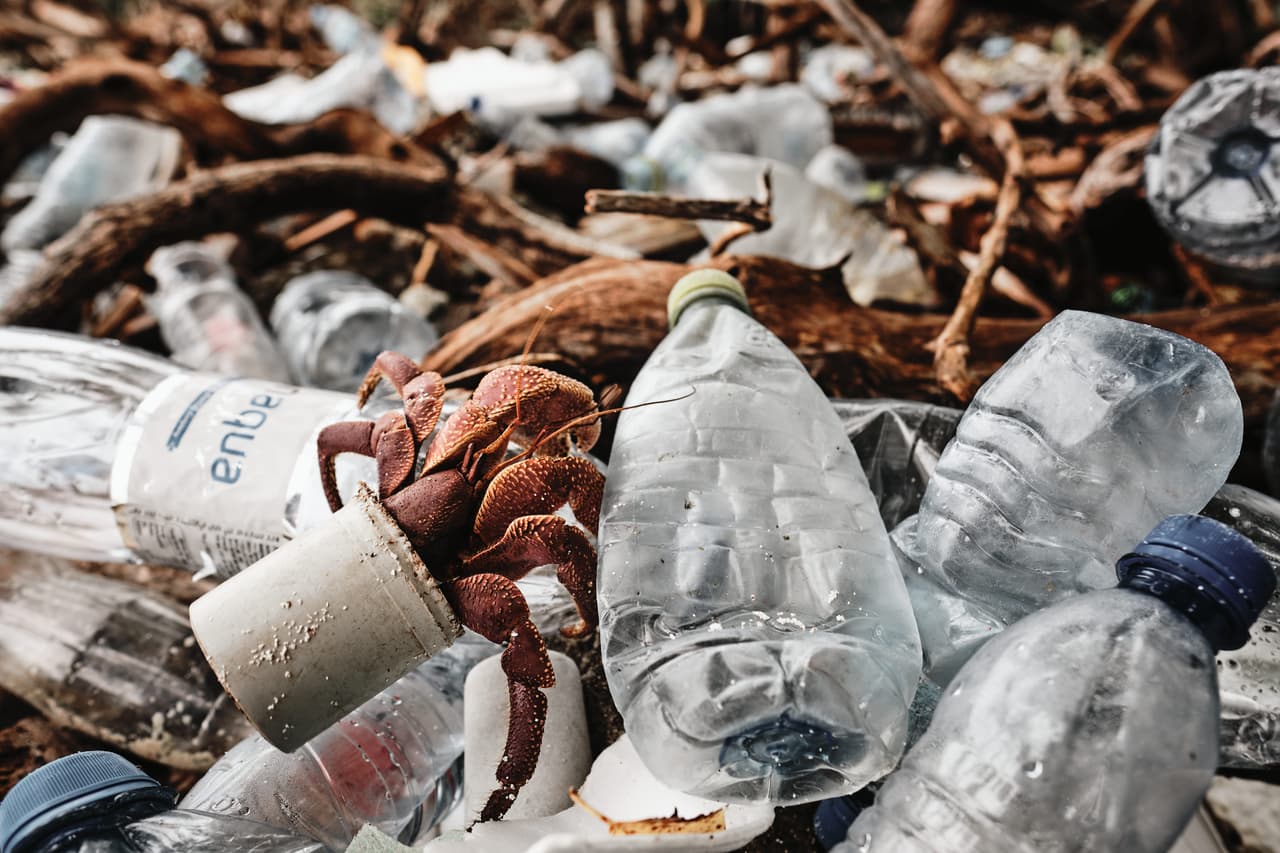 <b>Un cangrejo ermitaño caminando sobre basura plástica.</b> El cangrejo, que ya había escogido una desecho plástico para utilizarlo como su concha, se desplaza en una playa contaminada en las islas Maldivas. Su autor fue el ganador del premio ‘fotógrafo de conservación de los océanos del año 2020’.
