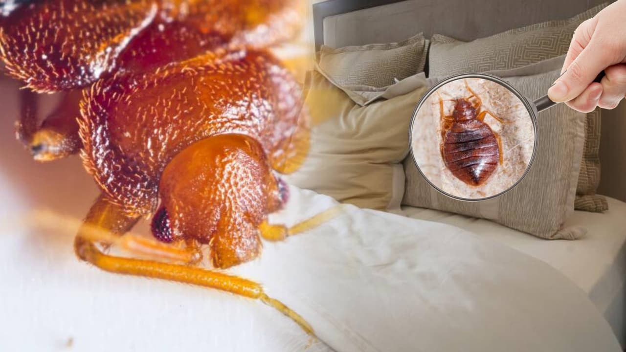 Las chinches son pequeños insectos planos de entre 1 mm y 7 mm de tamaño, que 
<b>se alimentan únicamente de la sangre de personas</b> y animales mientras duermen, por lo que es muy común encontrarlas en camas, almohadas, cabeceras, sobre todo en hoteles, refugios e incluso en autobuses, sin importar los niveles de limpieza que presentan. Generalmente se transportan de un lugar a otro mientras las personas viajan.