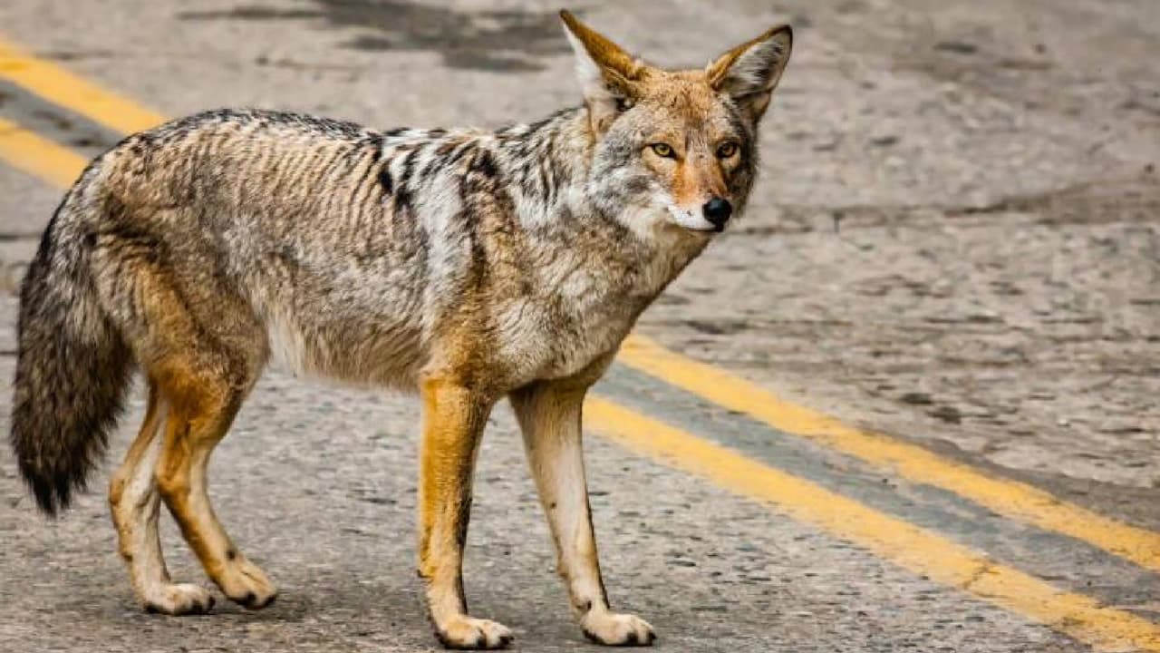 Al menos tres personas han sido mordidas por un coyote al norte Phoenix