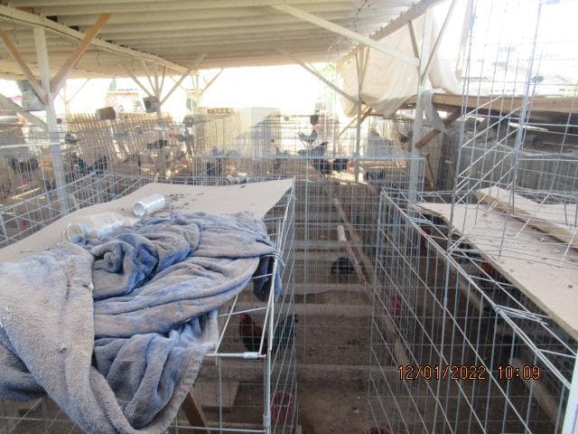 Para tomar la custodia de los gallos se llamó a la Sociedad Humanitaria de Arizona (AHS, en inglés), que luego informó en un comunicado que, debido a la “condición médica de los animales, se consideró que lo mejor para ellos era sacrificarlos en la escena”.