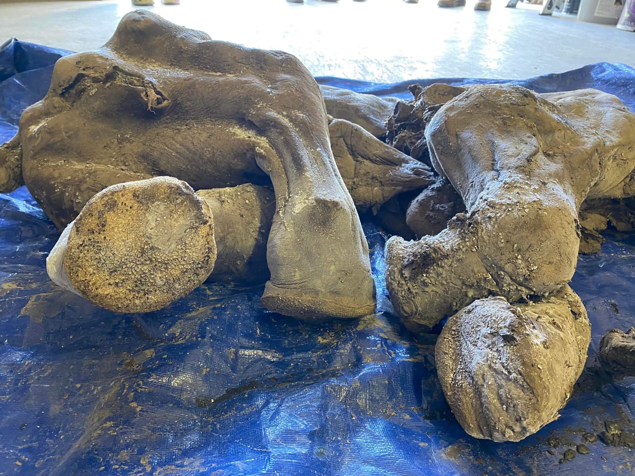 El ejemplar, una hembra, fue hallado el martes y bautizado "Nun cho ga", que significa "gran bebé animal" en lengua nativa. En la foto se pueden ver lo bien conservadas que están las delicadas almohadillas y uñas en los pies de esta cachorra.
<br>