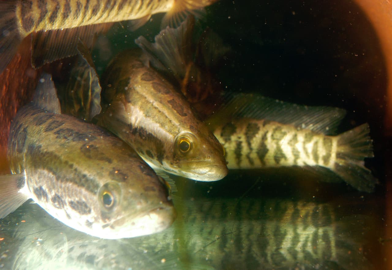 <b>Pez 'cabeza de serpiente'.</b> La primera población establecida en EEUU de esta especie originaria del este de Asia fue descubierta en Maryland, en 2002. Este pez resiste mucho tiempo fuera del agua y es un ingrediente tradicional de la gastronomía china. Fue traída al país para abastecer restaurantes y se establecieron de manera salvaje cuando fueron liberados en los mercados. Se alimenta y compite con las especies locales y tiene un altísimo poder destructivo de los ecosistemas. Se han identificado estos ejemplares en varios estados y 
<a href="https://www.univision.com/noticias/estados-unidos/llega-a-georgia-peligrosa-especie-invasora-de-pez-que-respira-fuera-del-agua">el último en generar una alarma por su presencia fue Georgia. </a>