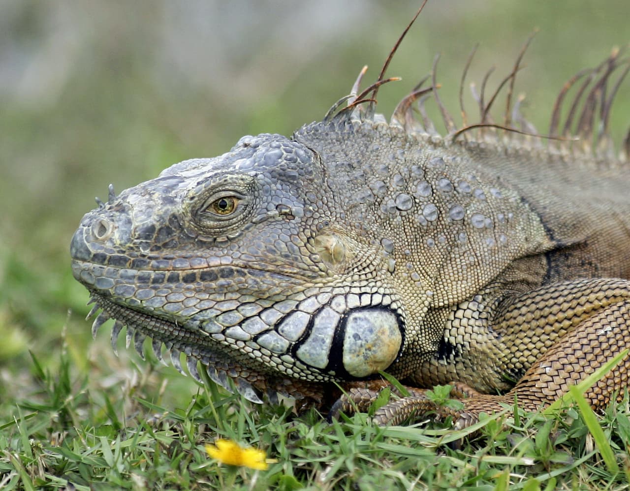 Los abogados defensores dijeron que “una iguana feroz le mordió salvajemente el brazo derecho al hombre”.