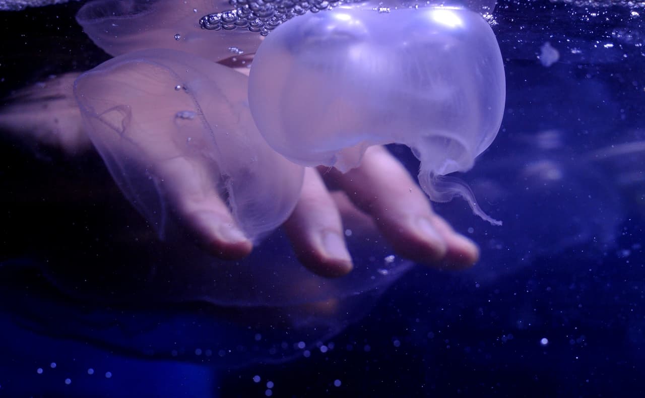 En primer lugar, debemos saber que las medusas son animales marinos con un cuerpo gelatino del que cuelgan decenas de tentáculos, similares a los de un pulpo.