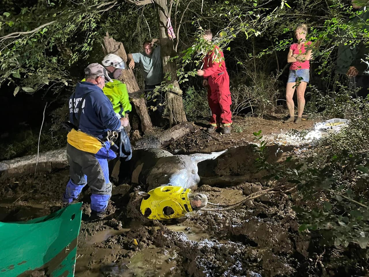 La yegua se encontraba en las primeras etapas de hipotermia.
<br>