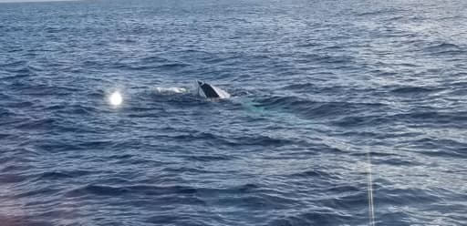 Tragedia en el mar: al menos 16 personas desaparecen frente a las costas de Florida