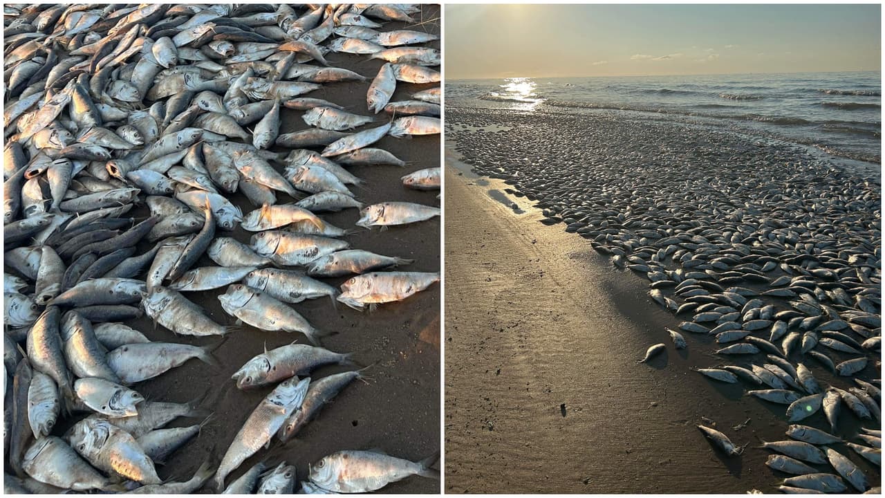 Decenas de usuarios han publicado en las redes sociales fotografías de varios peces muertos en Texas. Univision 45 confirmó la información y efectivamente son imágenes y videos reales, tomados en los últimos minutos.