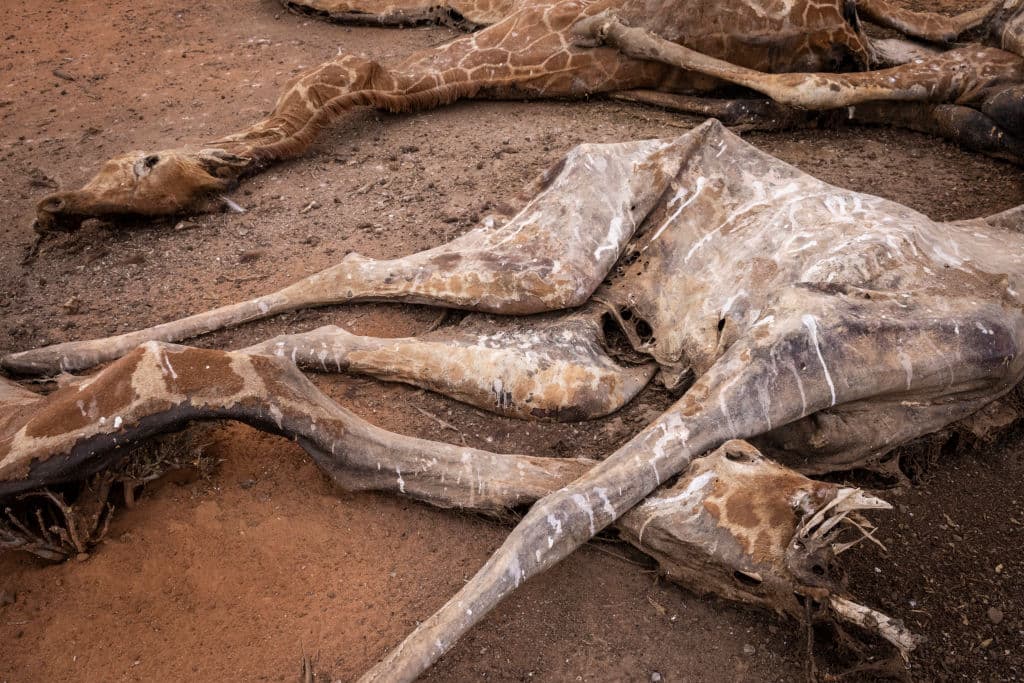 Los cadáveres de las jirafas fueron apartados 
<b>para evitar la contaminación del agua</b> de la reserva.
<br>