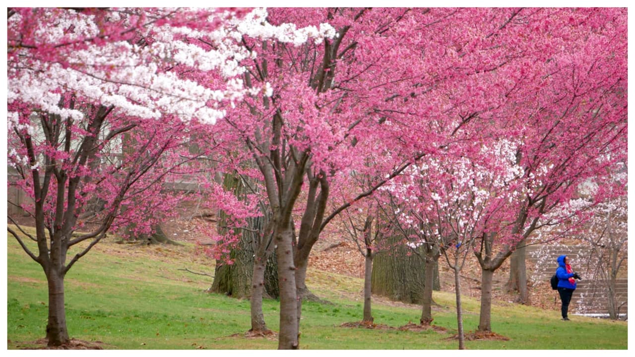 Fue diseñado por el mismo arquitecto que creó el Central Park de Nueva York y, en sus 360 acres hay más de 5,000 árboles de cerezos en flor. En este video, 
<b>Gary Merson, de Univision 41,</b> nos lleva a ese bello recorrido.
