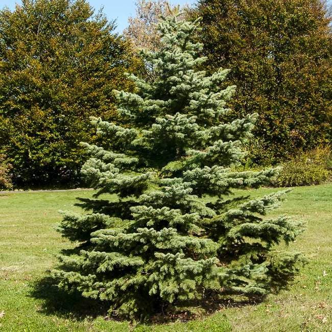 <b>Abeto blanco</b>: Abarcando todo el ancho de América del Norte, este abeto es decididamente un árbol de Northland que se encuentra en todo el Escudo Canadiense, salpicado de lagos, y en el norte de los Estados Unidos. Su delicado follaje azul verdoso, con agujas de aproximadamente media pulgada de largo, es muy atractivo. Con el cuidado adecuado, este árbol también exhibe una buena retención de agujas y se puede encontrar con mayor frecuencia en una plantación de elegir y cosechar. Su excelente forma y color lo convierten en un árbol de Navidad excepcional.