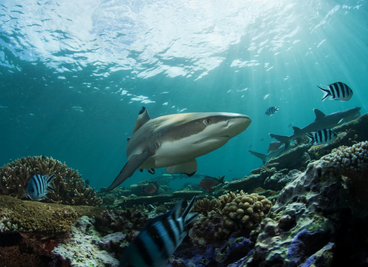 Siempre mantente cerca de tu compañero de buceo ya que es mucho menos probable que ataque un ‘cardumen’ de humanos. Manténganse espalda con espalda y si no les da el tiempo para salir, pónganse contra cualquier estructura como rocas o arrecifes así tiene menos direcciones desde donde aparecerse.