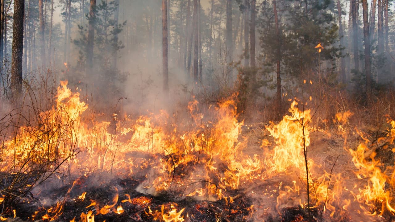 <h3 class="cms-H3-H3">Protección contra incendios forestales en Austin y el centro de Texa</h3>s
<br>Austin y sus alrededores han enfrentado incendios forestales debido a la sequía y los vientos fuertes. Si vives en una zona propensa a incendios, sigue estas recomendaciones:
<br>
<b>Mantén el patio limpio:</b> Retira hojas secas, ramas y cualquier material inflamable cerca de la casa.
<br>
<b>Crea una zona de seguridad:</b> Mantén al menos 10 metros despejados alrededor de tu hogar.
<br>
<b>Riega tu jardín de manera estratégica:</b> Mantener el césped y las plantas húmedas puede reducir el riesgo de incendios.
<br>
<b>Ten un kit de emergencia: </b>Incluye linternas, agua, medicamentos, documentos importantes y ropa.
<br>
<b>Sigue las alertas locales:</b> Inscríbete en los sistemas de alerta de incendios de Austin y sigue las recomendaciones de las autoridades.