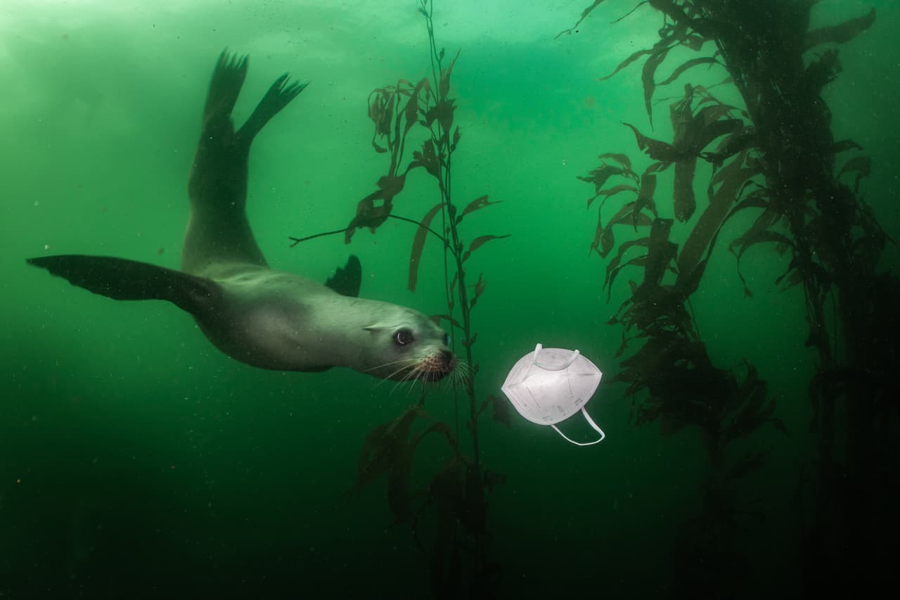 <b>Un león marino tras una máscara.</b>
<br>
<br>Los leones marinos de California son animales juguetones. Con los cierres para prevenir la propagación del covid-19 
<a href="https://www.univision.com/local/los-angeles-kmex/mas-de-20-imagenes-para-explicar-los-cambios-que-no-te-esperabas-en-2020-fotos"><u>los lugares al aire libre del estado se llenaron de visitantes</u></a>, y muchos de ellos desecharon ahí sus máscaras.
<br>
<br>La fotografía fue tomada en noviembre de 2020 en Monterrey, California y ganó el primer premio en la categoría ‘ambiente' del World Press Photo 2021.
<br>