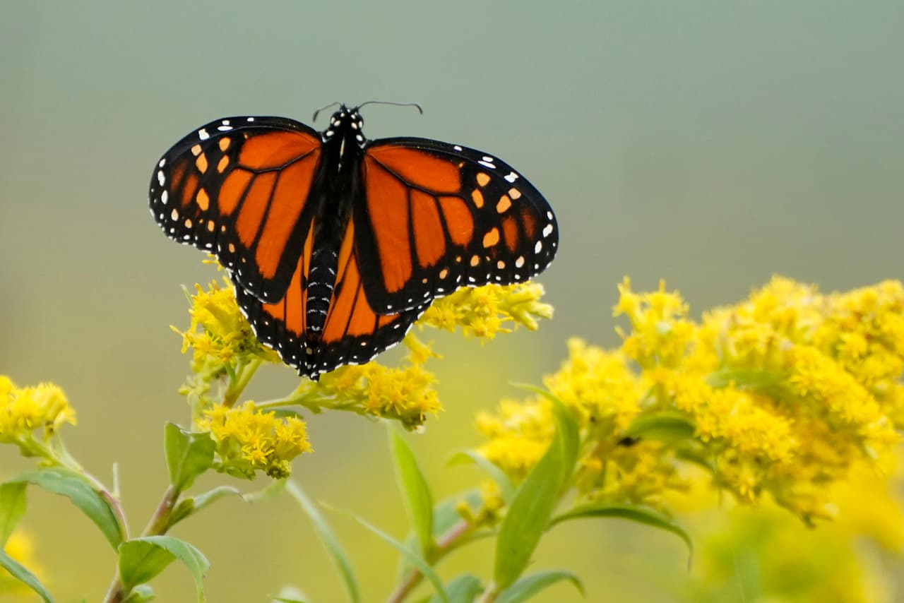 Un grupo más pequeño de mariposas pasa los inviernos en la costa de California y luego se dispersa en primavera y verano por varios estados al oeste de las Montañas Rocosas. 
<br>
<br>
<b>Esta población ha experimentado un declive aún más pronunciado que las monarcas de la parte oriental del país, </b>aunque hubo un pequeño repunte el invierno pasado.
<br>
<br>