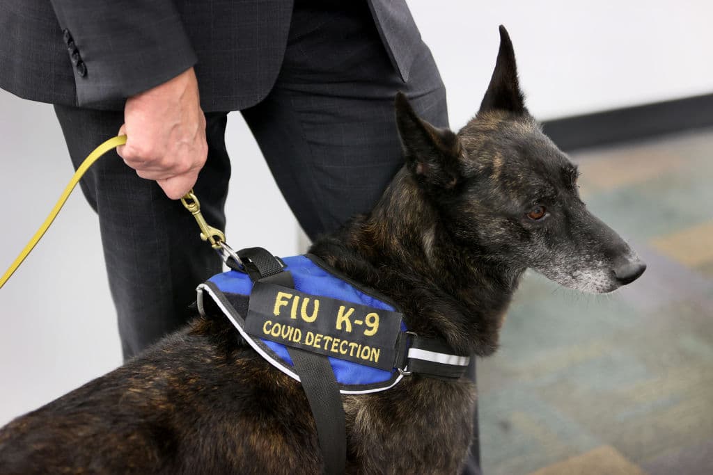 Una unidad canina, única en su tipo en Estados Unidos y en el mundo, se puso en marcha el miércoles en el Aeropuerto Internacional de 
<a href="https://www.univision.com/temas/miami">Miami.</a> Están 
<b>entrenados para detectar</b> 
<a href="https://www.univision.com/temas/coronavirus">covid-19</a> en personas.