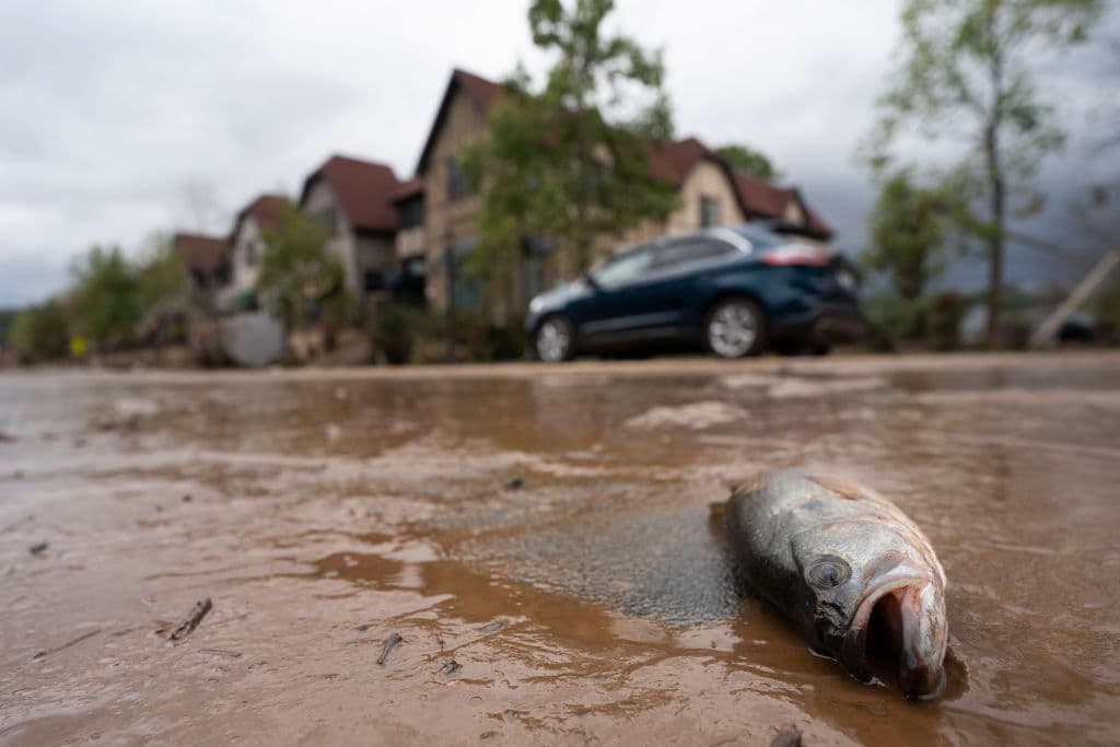 En las calles cercanas a Biltmore Village, en Asheville, según fueron bajando las aguas de la inundación catastrófica provocada por el huracán Helene quedaron algunos peces muertos.