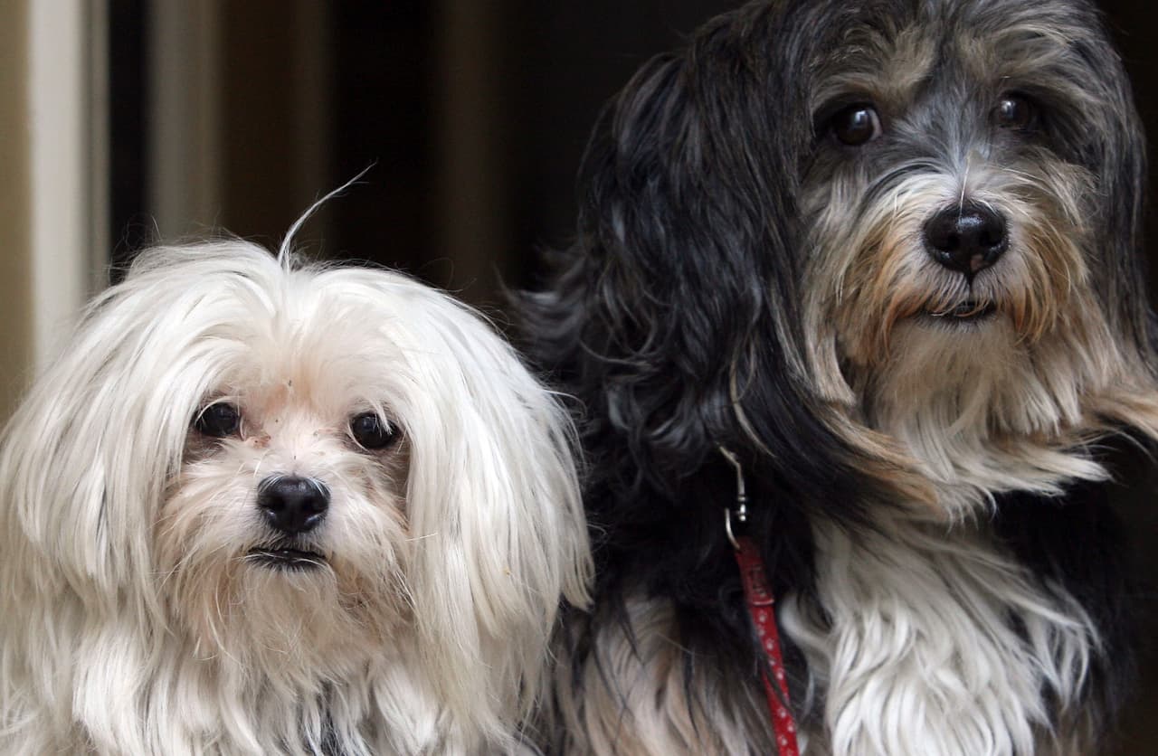 Una opción es poner horarios, por ejemplo, saber que de 12 a 12:20 será un rato para estirarte, revisar redes sociales o simplemente sacar a pasear a tu perro.
<br>
