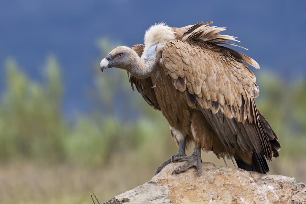 Pero ojo, si tu sueño de aves es, por ejemplo, con un buitre, o puede ser un búho, una lechuza, entonces el augurio no es tan bueno, vamos a dejarlo ahí.