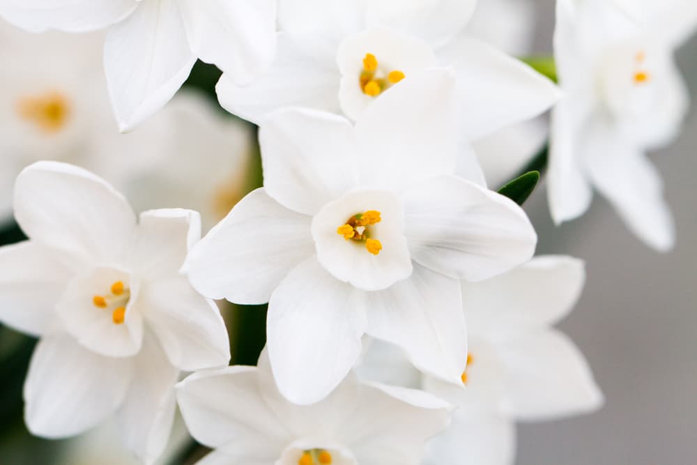 Hablando del narcisismo, nos trae a los narcisos, la flor ideal para un Virgo. ¿Te acuerdas del mito de Narciso, el chico tan enamorado de sí mismo que cayó en las aguas al tratar de abrazar a su reflejo y se ahogó?