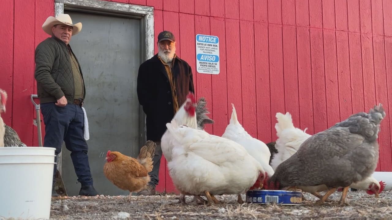 Con vinagre y orégano: granjero cuenta cómo cuida a sus gallinas ponedoras de huevos de la gripe aviar 