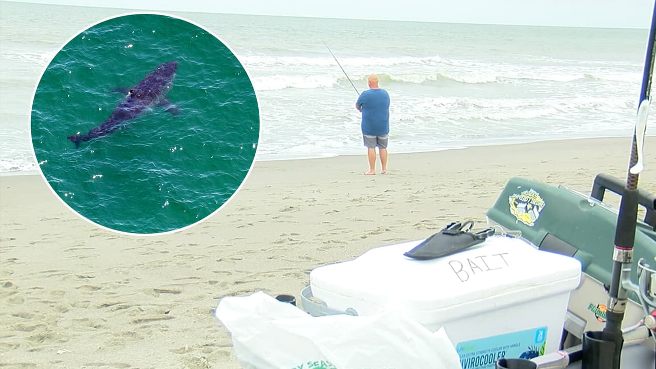 Bañistas preocupados por torneo de pesca de tiburones en playas de Carolina del Norte
