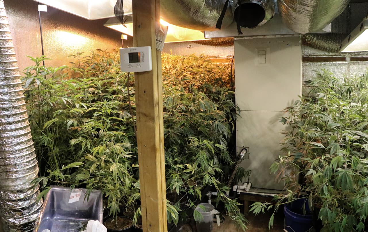 Un cultivo ilegal de plantas de marihuana fue descubierto en un operativo de la Patrulla Fronteriza en Tonopah, Arizona.