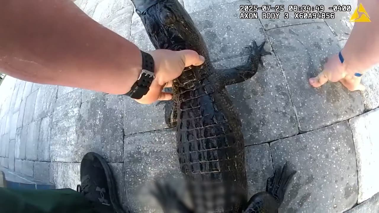 Un agente captura a un caimán con sus manos y lo traslada en su patrulla: le abrochó el cinturón de seguridad