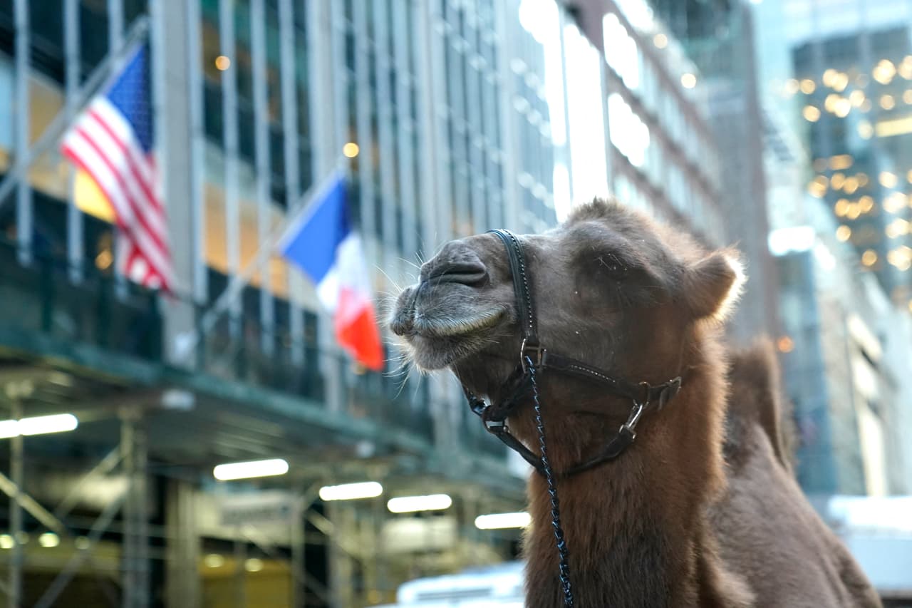 Un camello llamado Humphrey llegó hoy al Radio City Music Hall de Nueva York para participar en una sesión fotográfica. El evento, que tuvo lugar el 28 de octubre de 2024, fue parte de los preparativos para el espectáculo navideño anual "Christmas Spectacular Starring the Radio City Rockettes", presentado por QVC.
