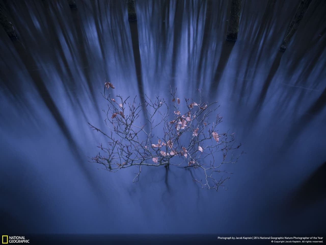 Un frágil árbol intentando sobrevivir a una inundación fue considerado como el mejor paisaje del 2016 por National Geographic. En este lugar, la organización ambientalista Leuvenumse Beek intenta conservar la vida de los ríos que la conforman. Su autor, Jacob Kaptein, relata que suele visitar esta localidad para tomar fotos. "Una tarde, todas las condiciones fueron satisfactorias".