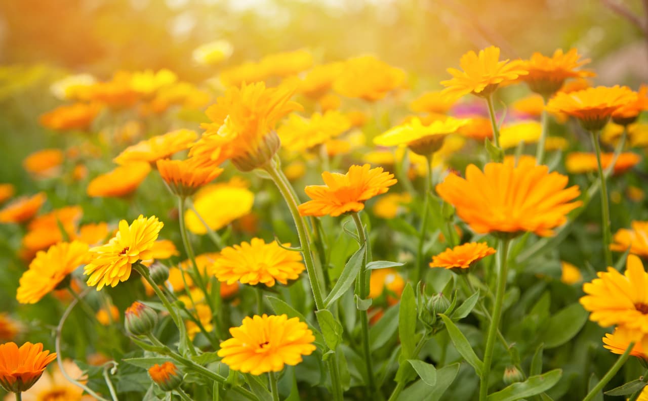 <b>Flores comestibles. </b>Los geranios, pensamientos o caléndulas no son solo decorativas. Su color y aroma es cada vez más apreciado en la cocina occidental, según 
<a href="https://www.consumerreports.org/food/food-trends-to-know/">Consumer Reports</a>. Aquí tienes una 
<a href="https://www.directoalpaladar.com/ingredientes-y-alimentos/guia-rapida-de-las-flores-comestibles-de-la-a-a-la-z">lista de flores comestibles.</a>