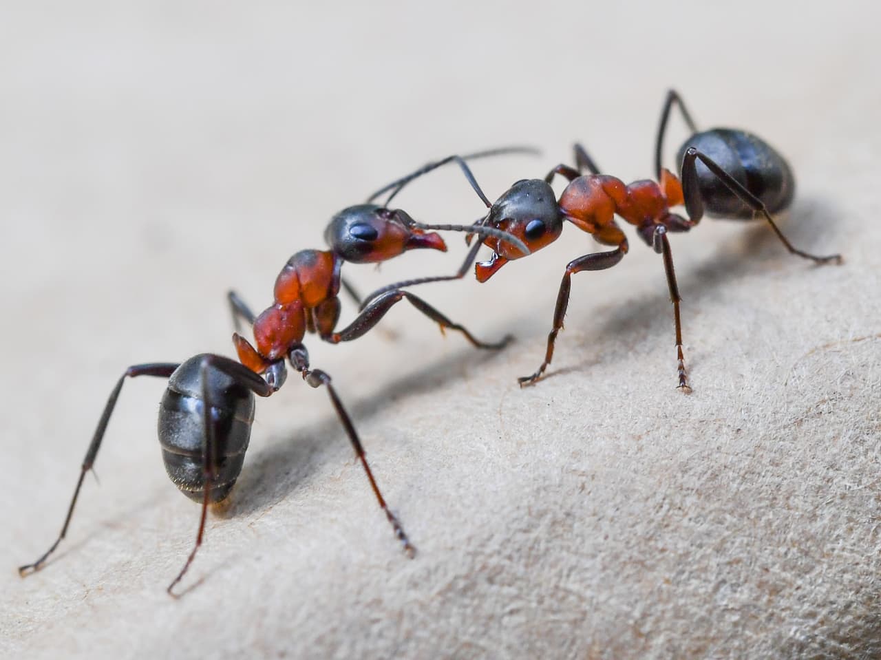 Hormingas. La mayoría de las especies no son peligrosas para los seres humanos; sin embargo, sí tienen el potencial de causar daños a tu hogar al hacer sus nidos en estructuras de madera o instalaciones eléctricas, lo que puede te puede causar pérdidas económicas.
