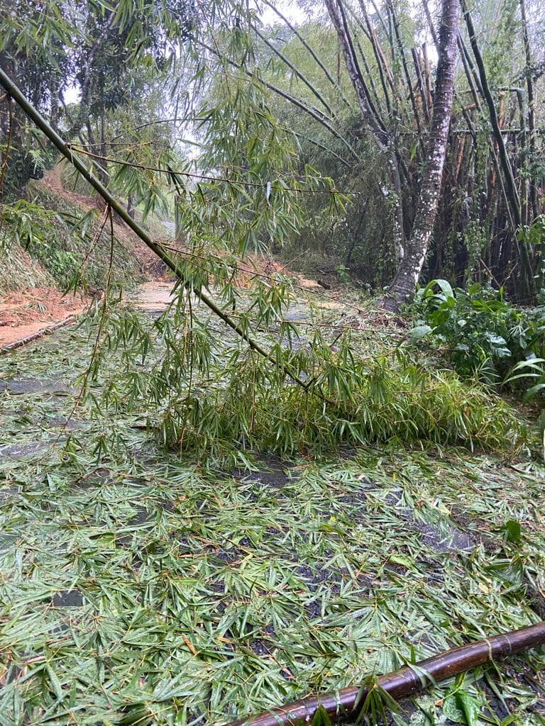 La caída de árboles provocó daños en la infraestructura eléctrica que afectó a miles de personas en el municipio de Carolina.