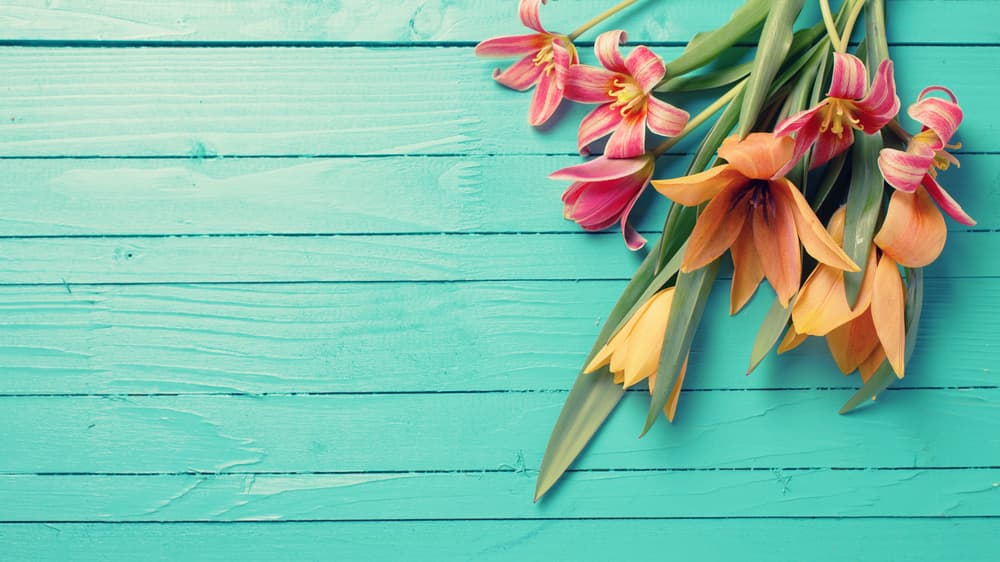 <b>Las flores.</b> Hasta el precio de un ramo de flores para adornar la mesa en esta ocasión se ha visto afectado. "La escasez de mano de obra y el transporte, esas son las dos cosas que han disparado los precios en más de un 40 por ciento en algunas áreas", dijo Travis Yanagida, gerente de cuentas de los supermercados Krueger Wholesale Florist Incorporated.