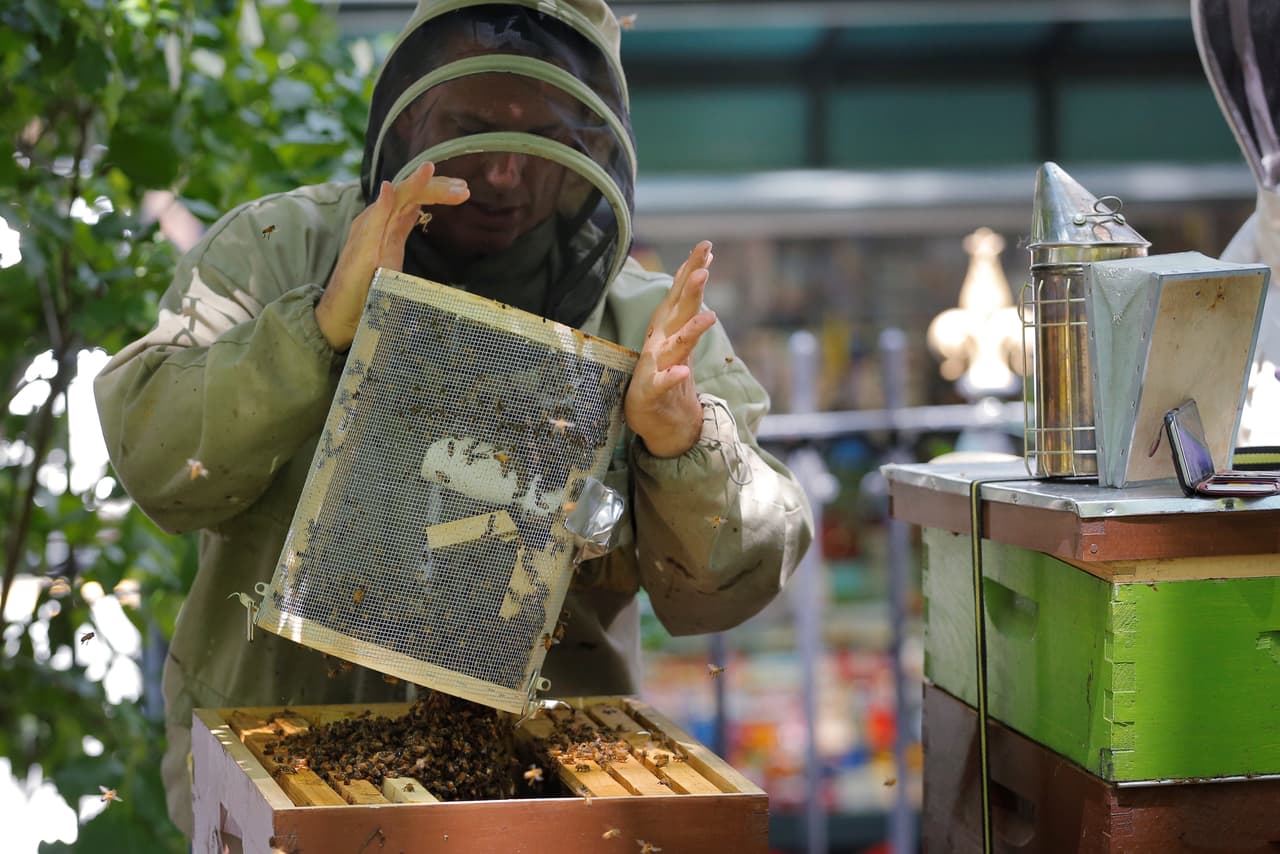 Así quedaron las abejas en su nuevo panal. (Lucas Jackson/Reuters)