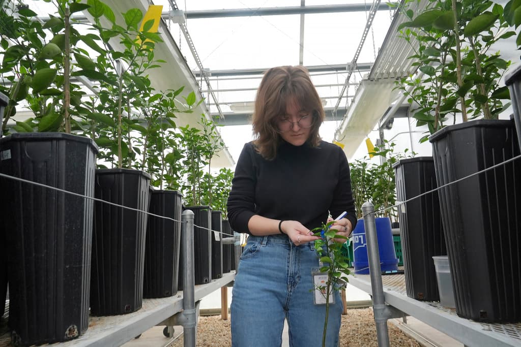 <b>La producción de cítricos ha caído un 90 % en dos décadas</b>, y California superó a Florida como líder nacional.