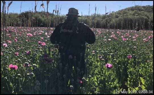 Al tiempo, la Policía Federal mexicana destruyó un sembradío de amapola cerca de la frontera. Se cree que el mismo grupo delictivo lo utilizaba para la producción de opioides, con el fin de transportarlo de contrabando hacia EEUU.
