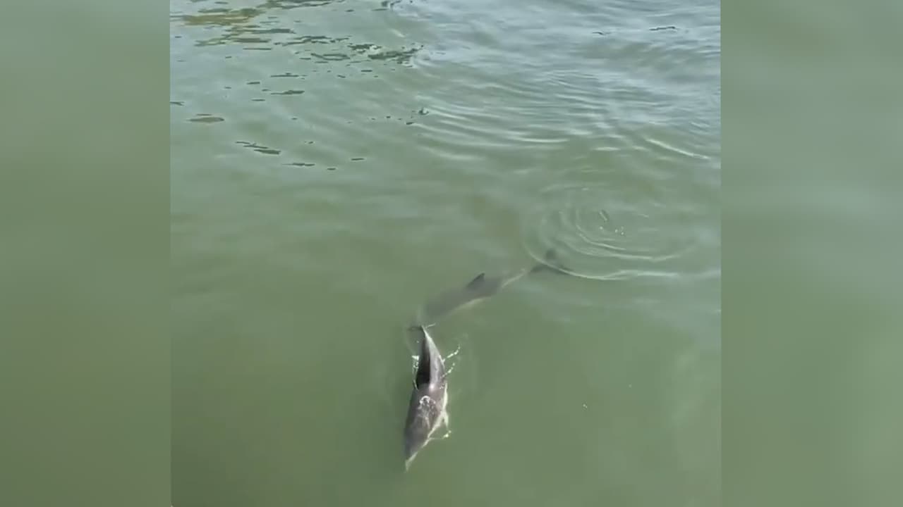Oficiales de la policía de Southampton 
<b>salvaron a una foca de ser atropellada </b>en una de esas calles, tal y como lo compartieron en sus redes sociales.