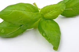 <b>ALBAHACA</b>
<br>Hacer crecer una planta de albahaca en tu hogar o jardín se cree que tiene un efecto curativo espiritual sobre el medio ambiente. También se dice que su aroma incrementa energía sexual y si la guardas en una bolsita, facilita los buenos negocios.