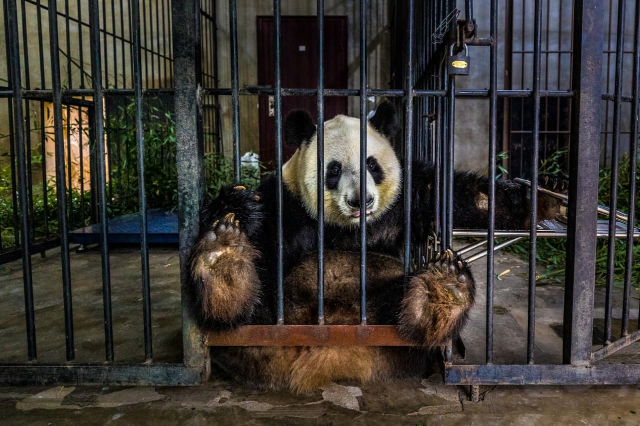 <b>‘Cautivo’</b>
<br>
<br>Un panda gigantesco en una institución de Shaanxi, China, primer lugar en la categoría ‘documental y fotoperiodismo’. 
<br>
<br>“La cría en cautiverio de especies en peligro de extinción puede desempeñar un papel importante en la repoblación”, explicó el concurso. “En este caso, aunque no había duda de que el personal se preocupaba profundamente por los animales, la sensación era que los pandas eran activos económicos, no había planes para prepararlos para su liberación”, añadió.