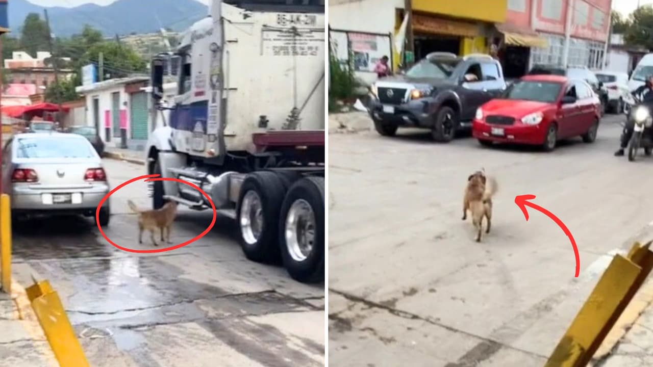 Perrito se hace viral por controlar el tráfico: Así ayuda a los conductores a que se estacionen