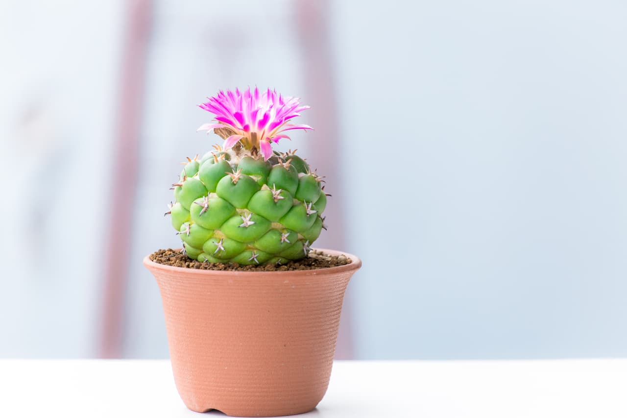 <b>CACTUS</b>
<br>Se dice que aleja envidias, personas malintencionadas o hipócritas. Se recomiendan pequeños.