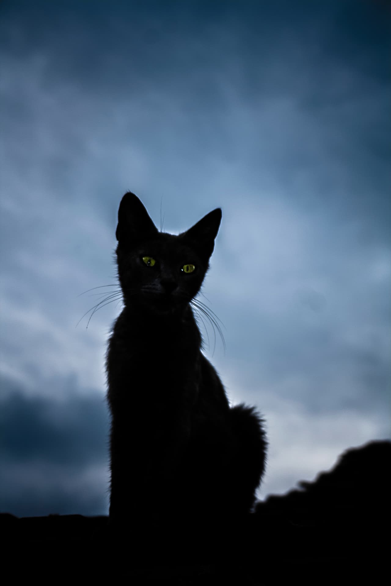 Los gatos negros los asociaban con 
<b>CAPRICORNIO</b>