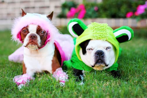 Hable con sus hijos sobre el peligro de darle a su mascota comida y dulces de Halloween.