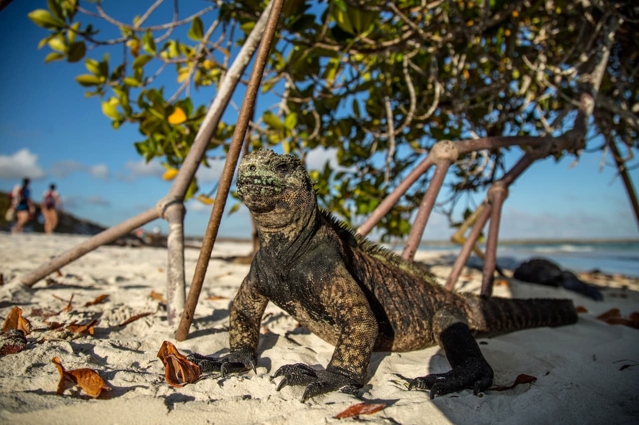 Una veterinaria dijo que la iguana tenía laceración en el hígado, la pelvis rota, y la hemorragia interna.
