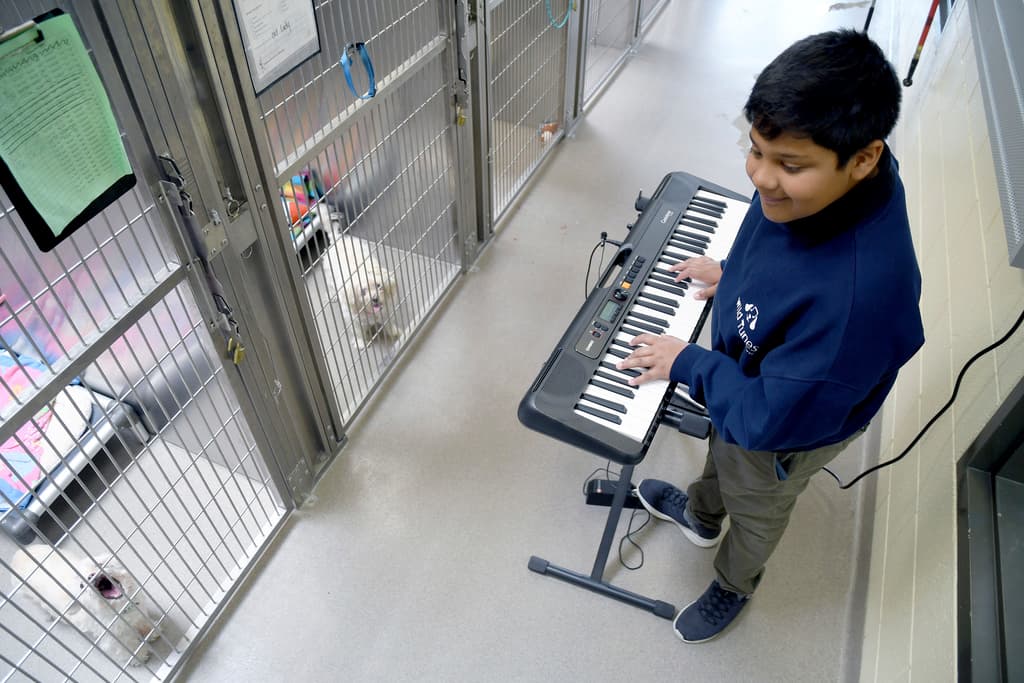 ¿La música puede tranquilizar a los animales? Fundación creada por un niño de 12 años lleva conciertos a refugios 