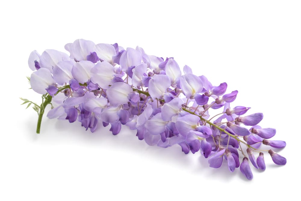 Tener una maceta o un arreglo de glicinas en tu casa, o ya sea plantadas en tu jardín, te ayudarán a protegerte, a obtener claridad, alejar la negatividad y atraer buena suerte.