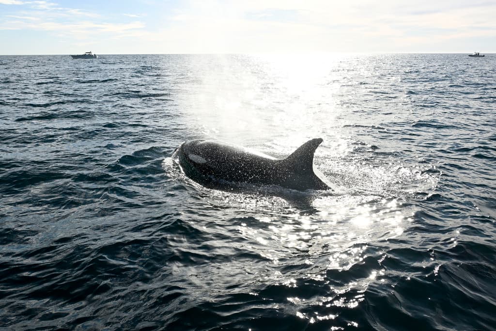 Las orcas parecen haber encontrado el paraíso en Point Loma, 
<b><a href="https://www.univision.com/local/los-angeles-kmex/nace-ballena-gris-turistas-dana-point-california" target="_blank">San Diego</a></b>.