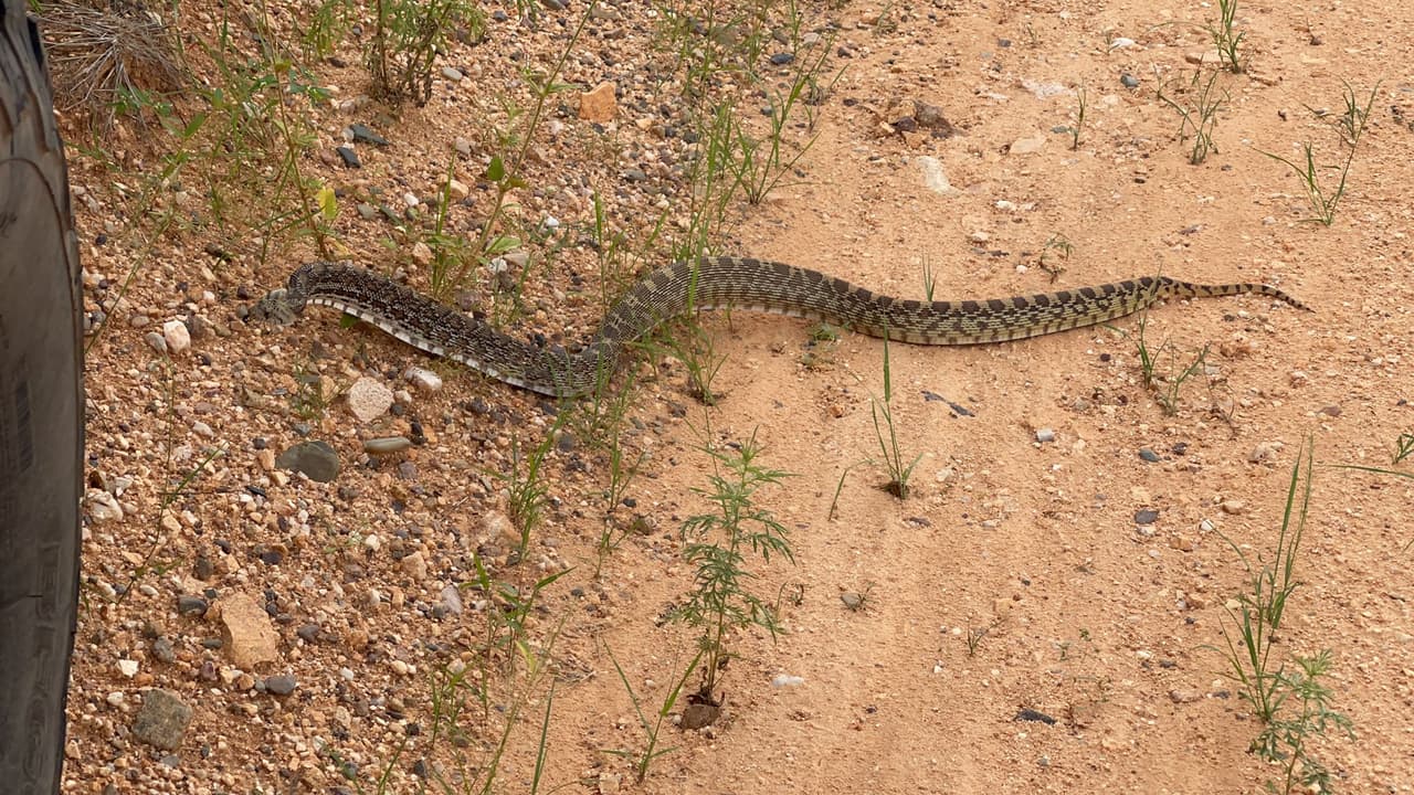 Una culebra en el camino, este es uno de los peligros a los que se enfrentan los inmigrantes que deciden arriesgar su vida en la travesía por el desierto de Arizona