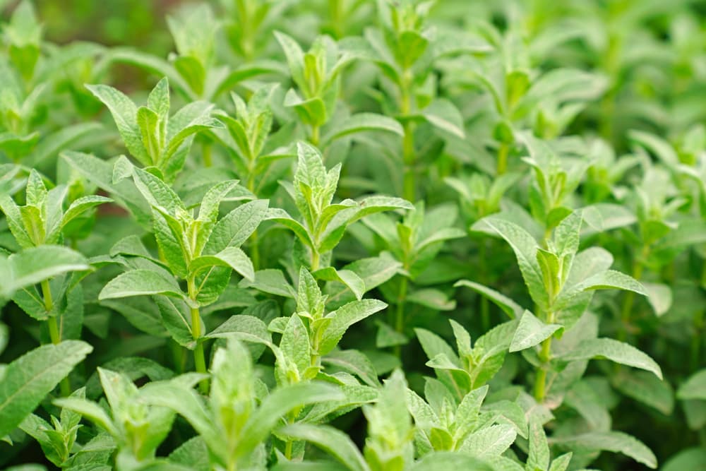 El poleo o pennyroyal, como se dice en inglés, es otra hierba a la que se le atribuyen poderes mágicos, y que puede ser portada como amuleto contra protección y el mal de ojo.